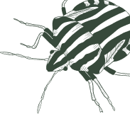 Mausam Pest Control